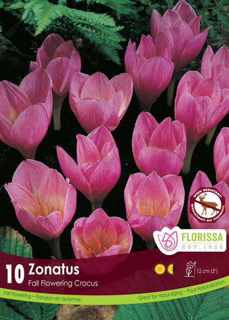 Crocus Zonatus 10/pk