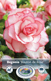 Begonia Bouton de Rose 2pk