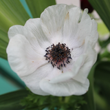 Anemone Carmel White 5/pk