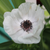 Anemone Carmel White 5/pk