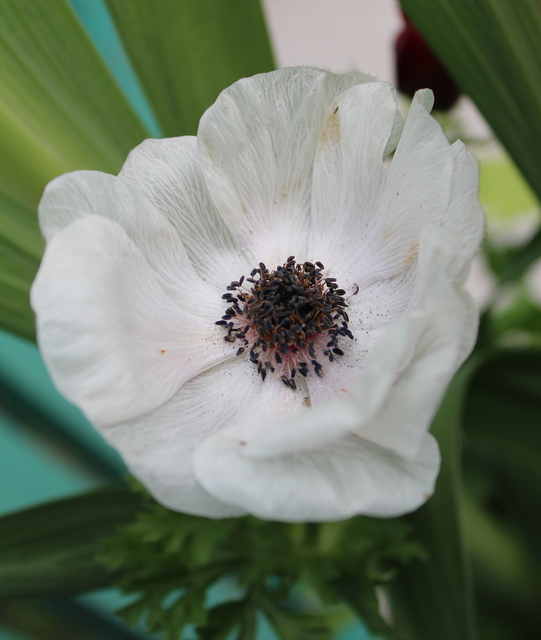 Anemone Carmel White 5/pk