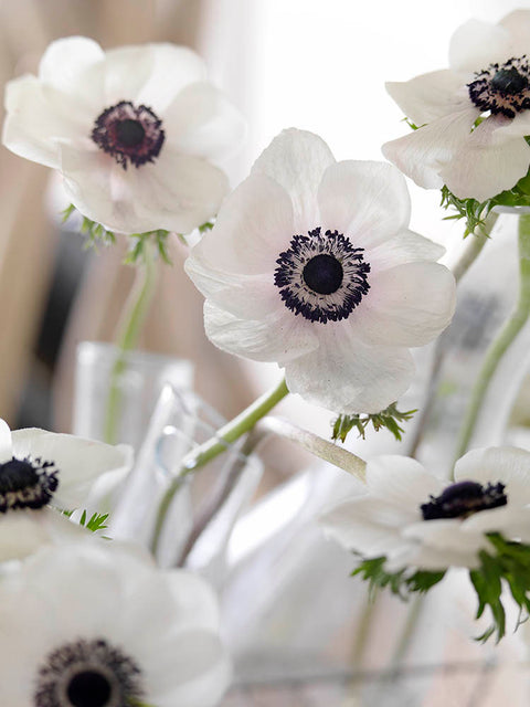 Anemone Carmel White 5/pk