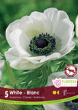Anemone Carmel White 5pk