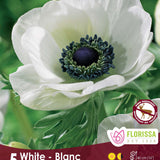 Anemone Carmel White 5pk