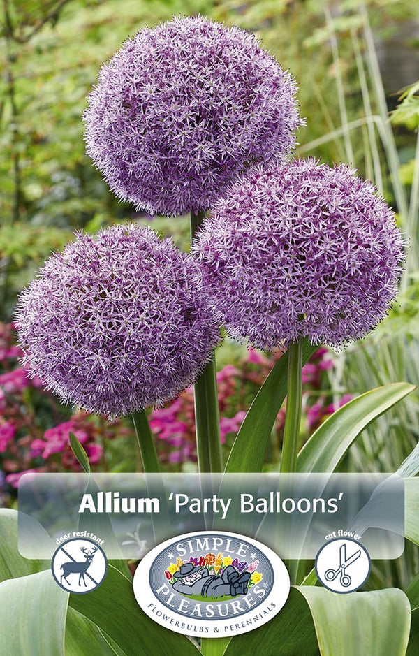 Allium Party Balloons 1/pk