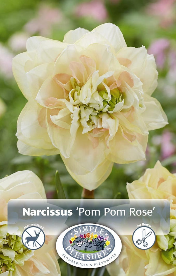 Narcissus Pom Pom Rose 5/pk