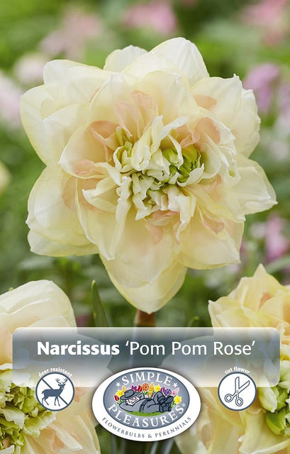 Narcissus Pom Pom Rose 5/pk
