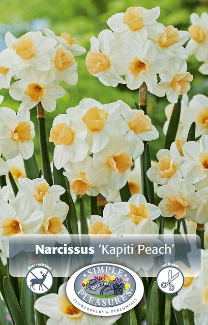 Narcissus Kapiti Peach 5/pk