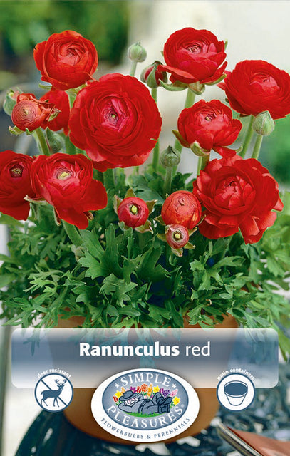 Beautfiul Ranunculus Red Flowers in a pot