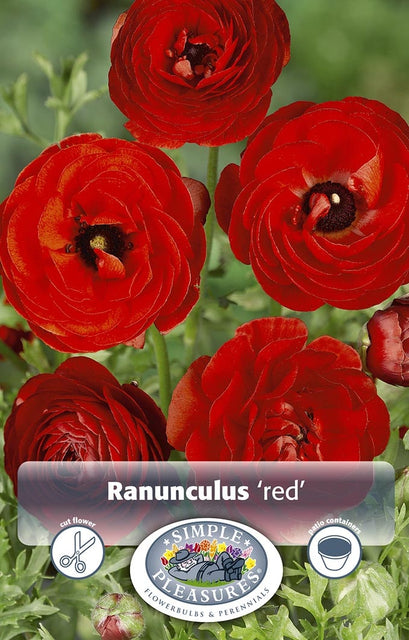 Ranunculus Red 10/pk