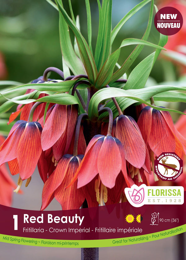 Fritillaria Red Beauty 1/pk