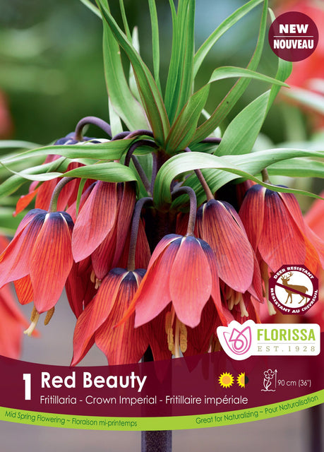 Fritillaria Red Beauty 1/pk