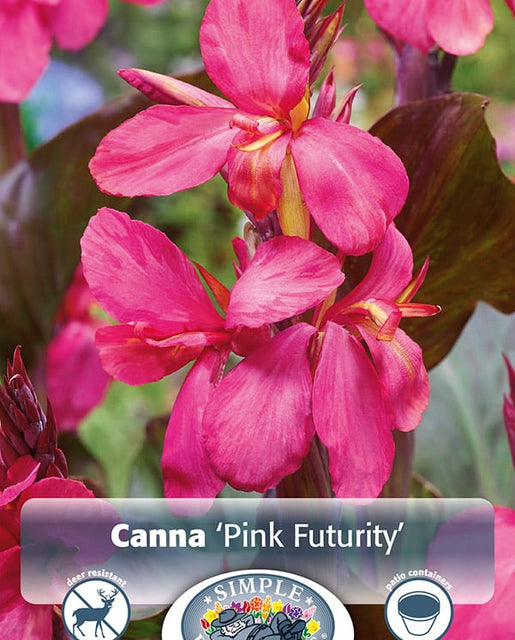 Canna Lily Pink Futurity 1pk – West Coast Seeds