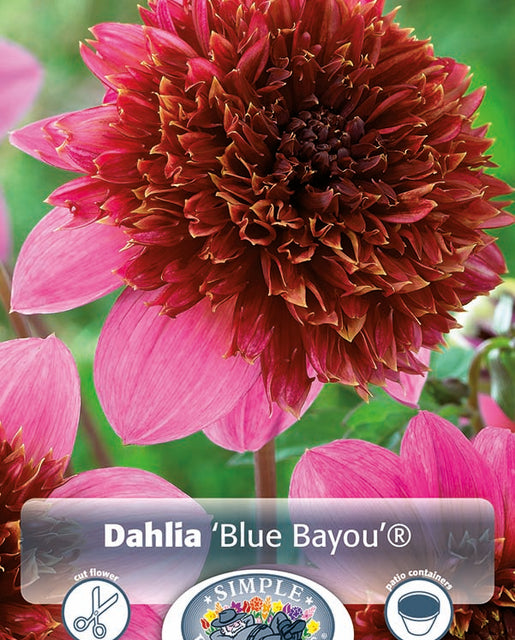 Dahlia Blue Bayou 1pk