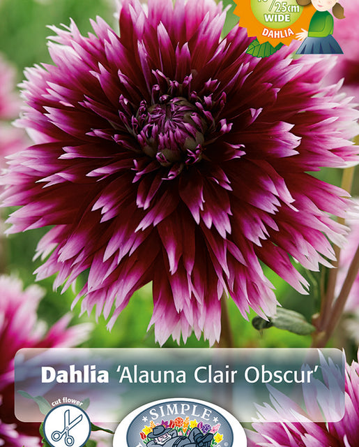 Dahlia Alauna Clair Obscur 1pk