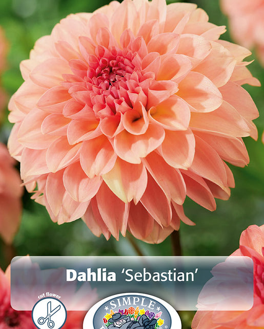 Dahlia Sebastian 1pk