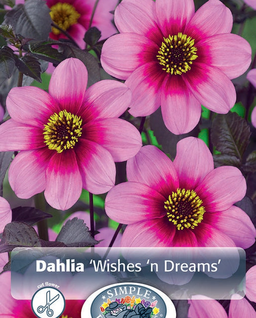 Dahlia Wishes n' Dreams 1pk