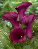 Calla Lilly Captain Promise 1pk