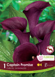 Calla Lilly Captain Promise 1pk