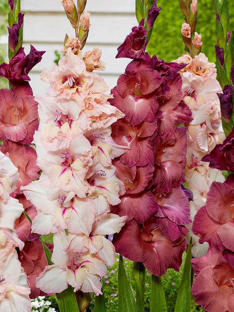 Gladiolus Dusky Twilight 15pk