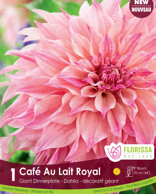 Dahlia Café Au Lait Royal  1pk