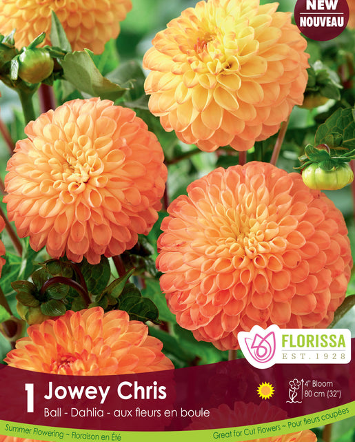 Dahlia Jowey Chris 1pk