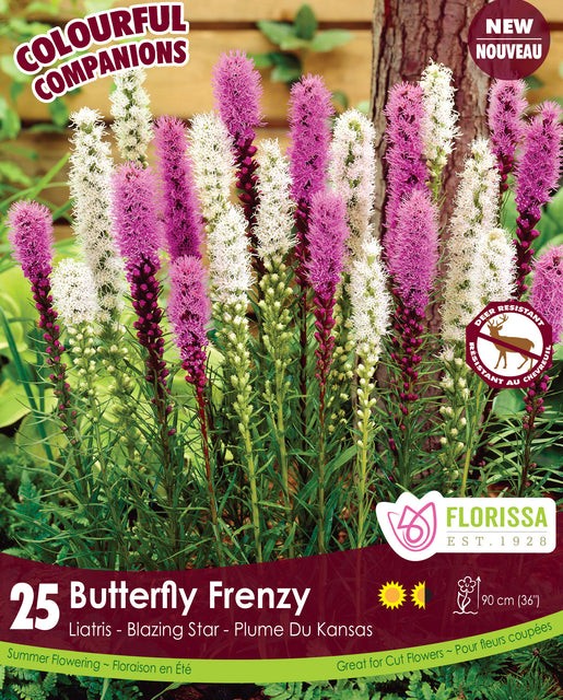 Liatris Butterfly Frenzy 25pk