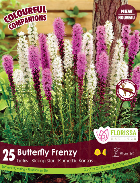 Liatris Butterfly Frenzy 25pk