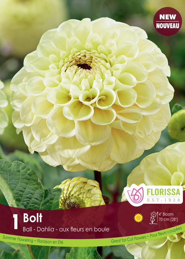 Dahlia Bolt 1pk