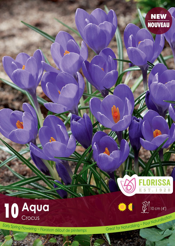 Crocus Aqua 15/pk