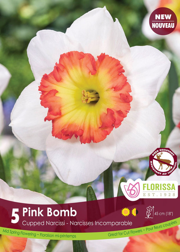 Narcissus Pink Bomb 5/pk