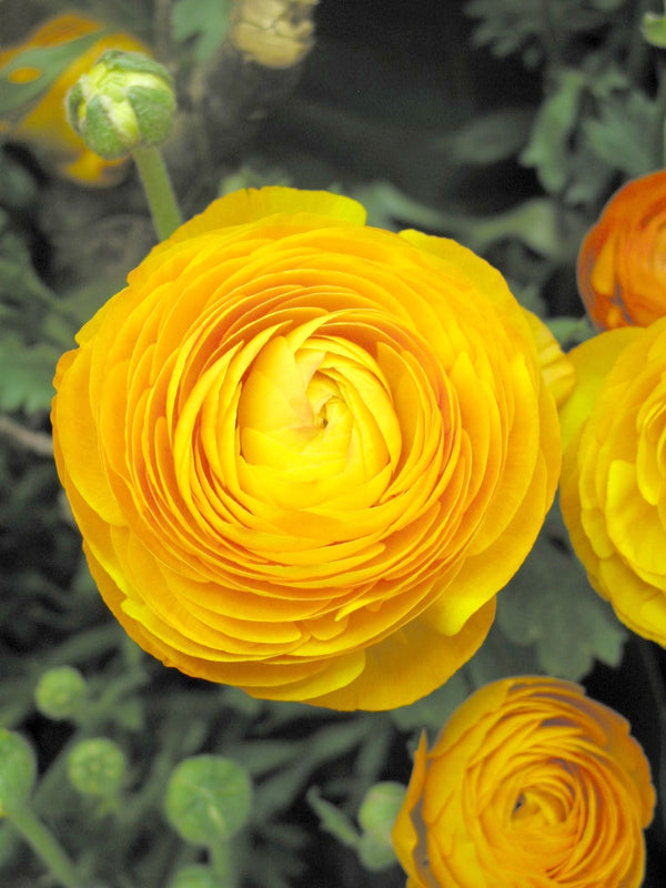 Ranunculus Yellow 10/pk
