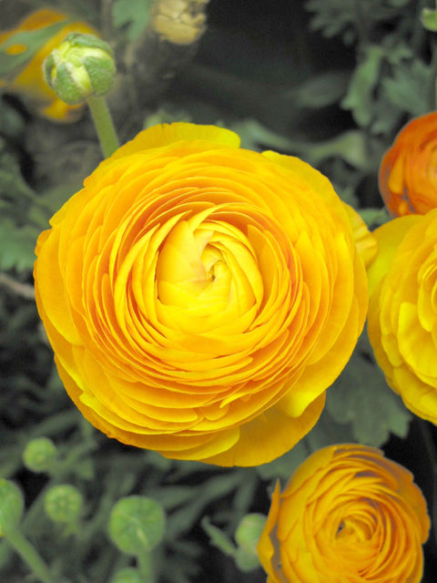 Ranunculus Yellow 10/pk