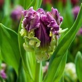 Tulip Mysterious Parrot 6/pk