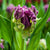 Tulip Mysterious Parrot 6/pk