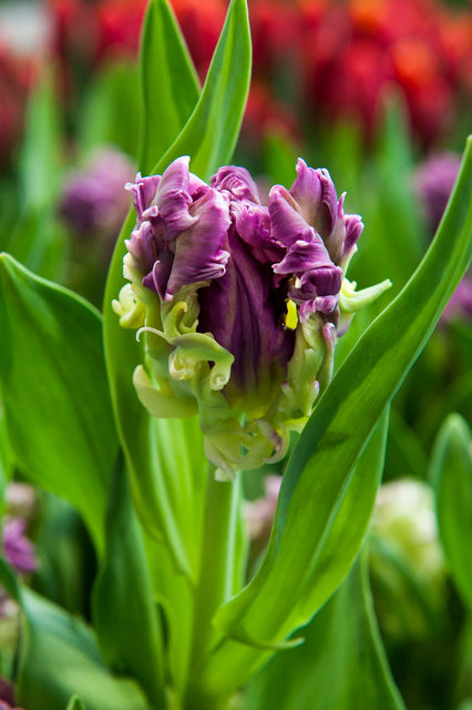 Tulip Mysterious Parrot 6/pk