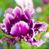 Tulip Mysterious Parrot 6/pk