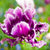 Tulip Mysterious Parrot 6/pk