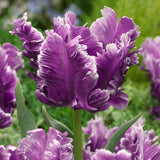 Tulip Mysterious Parrot 6/pk
