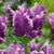 Tulip Mysterious Parrot 6/pk