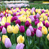 Tulip Prince Trio 12/pk