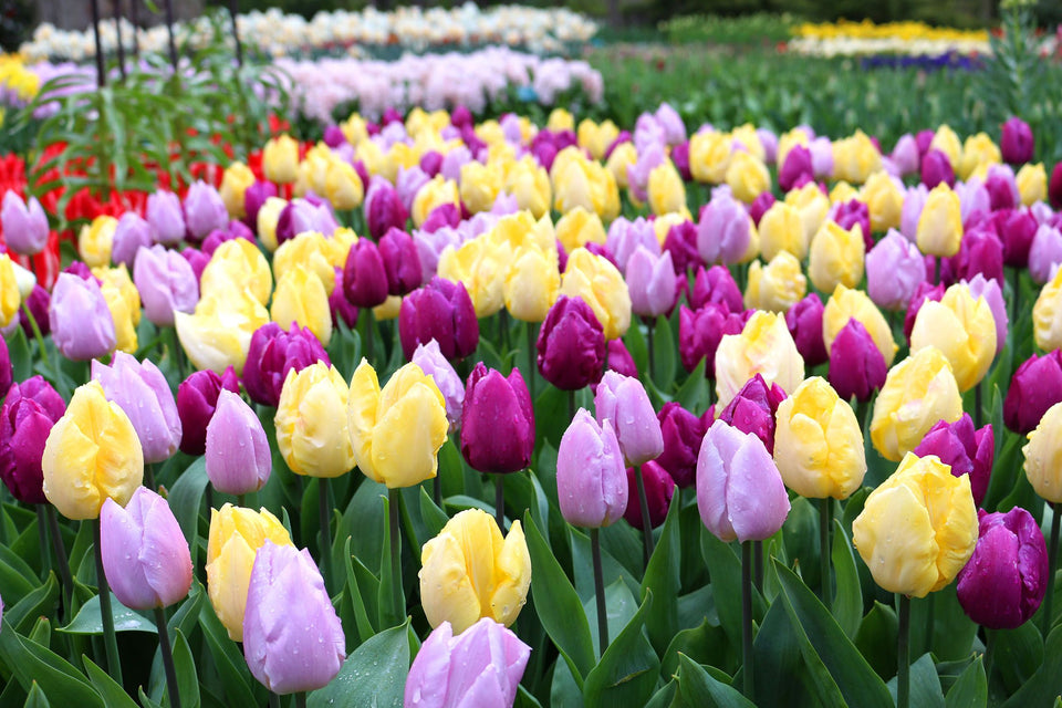 Tulip Prince Trio 12/pk