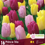 Tulip Prince Trio 12/pk