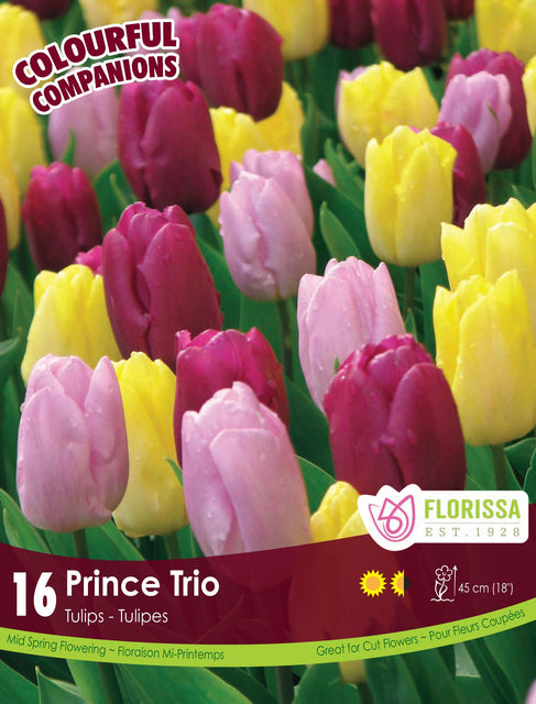 Tulip Prince Trio 12/pk