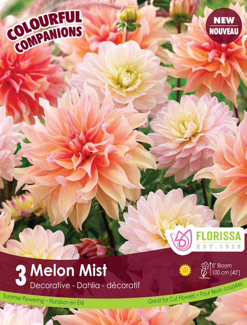 Dahlia Melon Mist 3pk