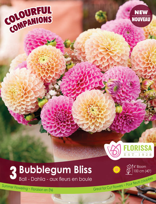 Dahlia Bubblegum Bliss 3pk