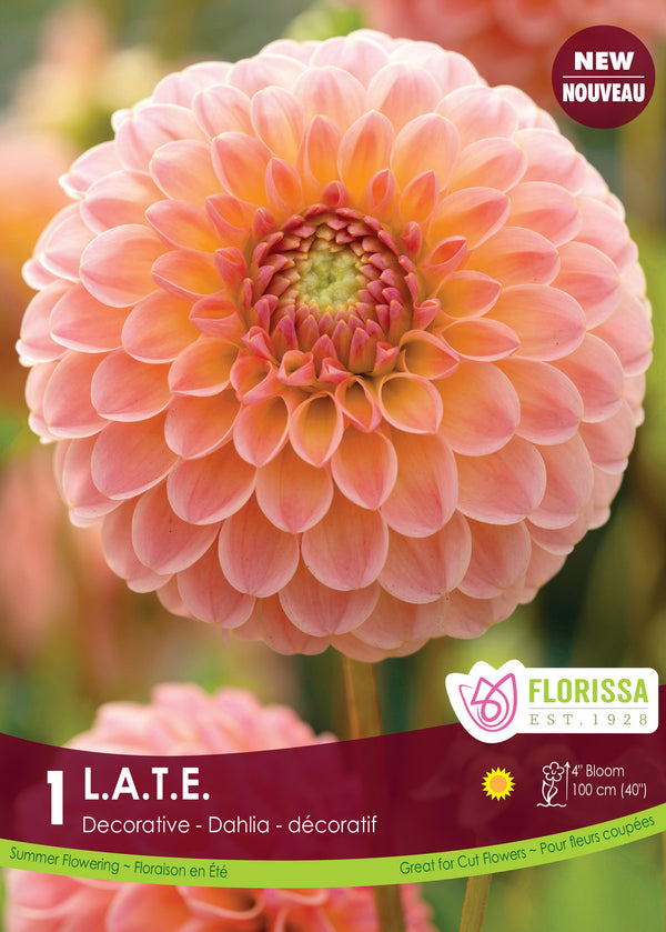 Dahlia L.A.T.E 1pk