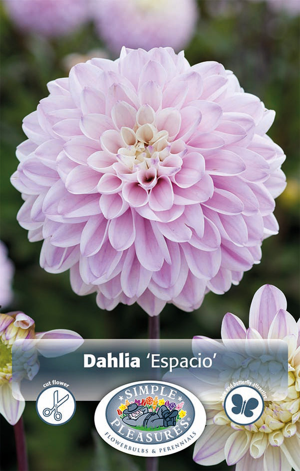Dahlia Espacio 1pk