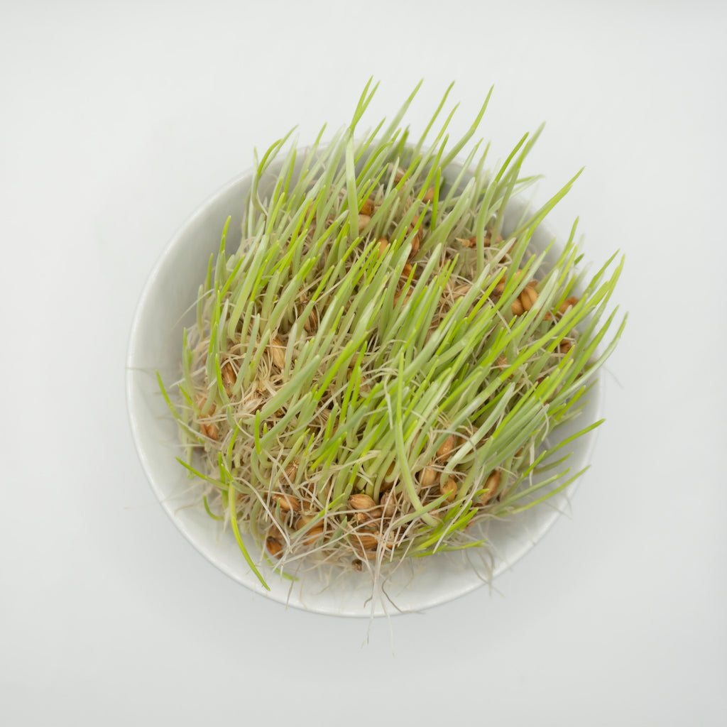 Barley Organic Sprouting Seeds – West Coast Seeds