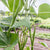Seychelles Organic